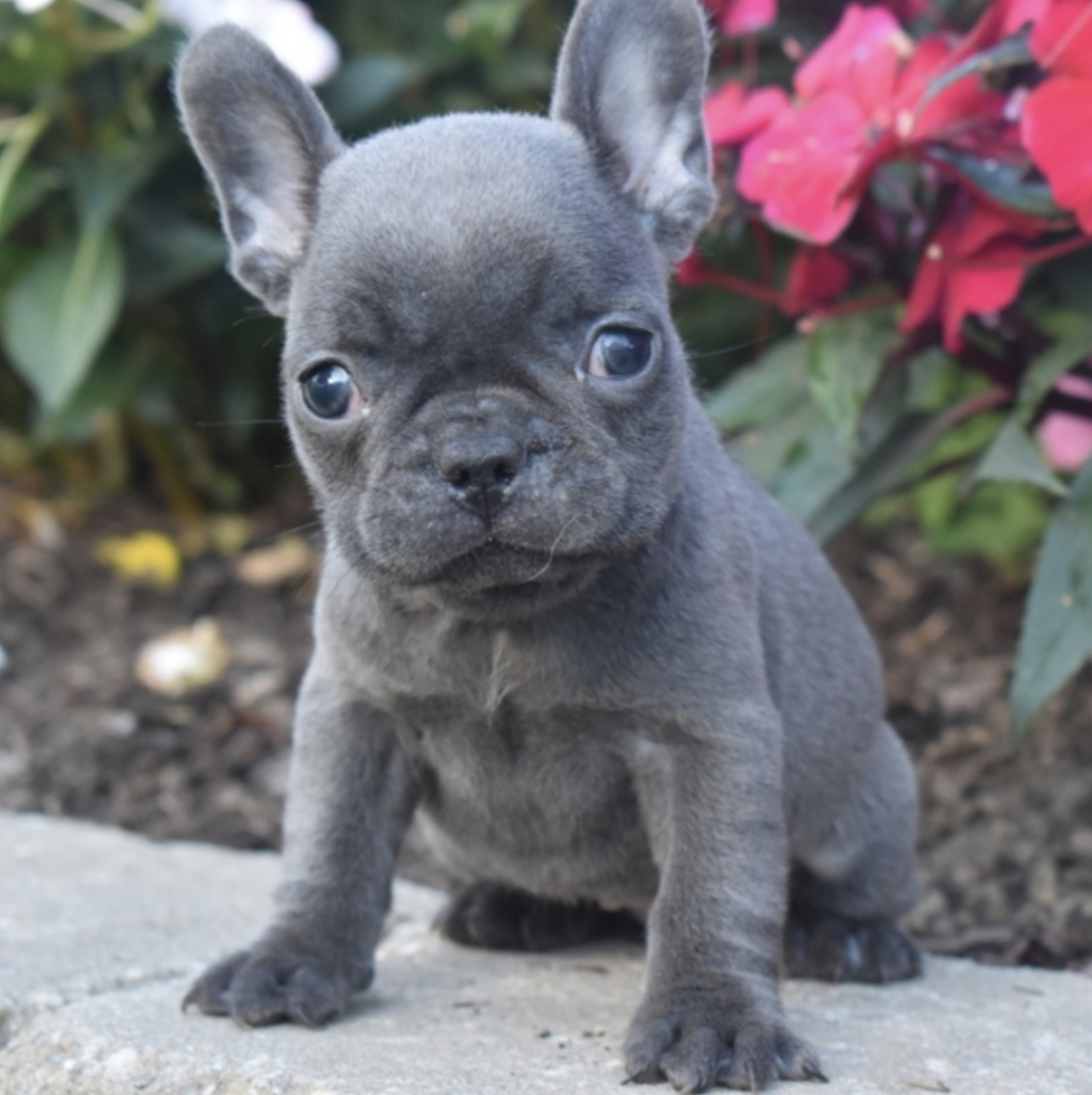 comprar cachorros sanos, baratos y asequibles para la venta